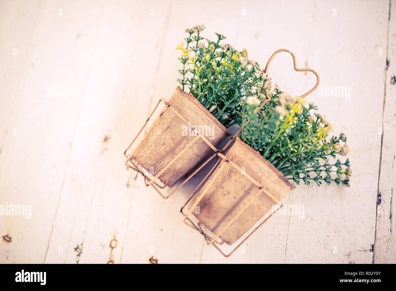 Pflanzen in Töpfen - Wanddekoration, Lavendelblüten in Töpfen. Gemütliche Einrichtung, mit frischen Sommerblumen Stockfoto