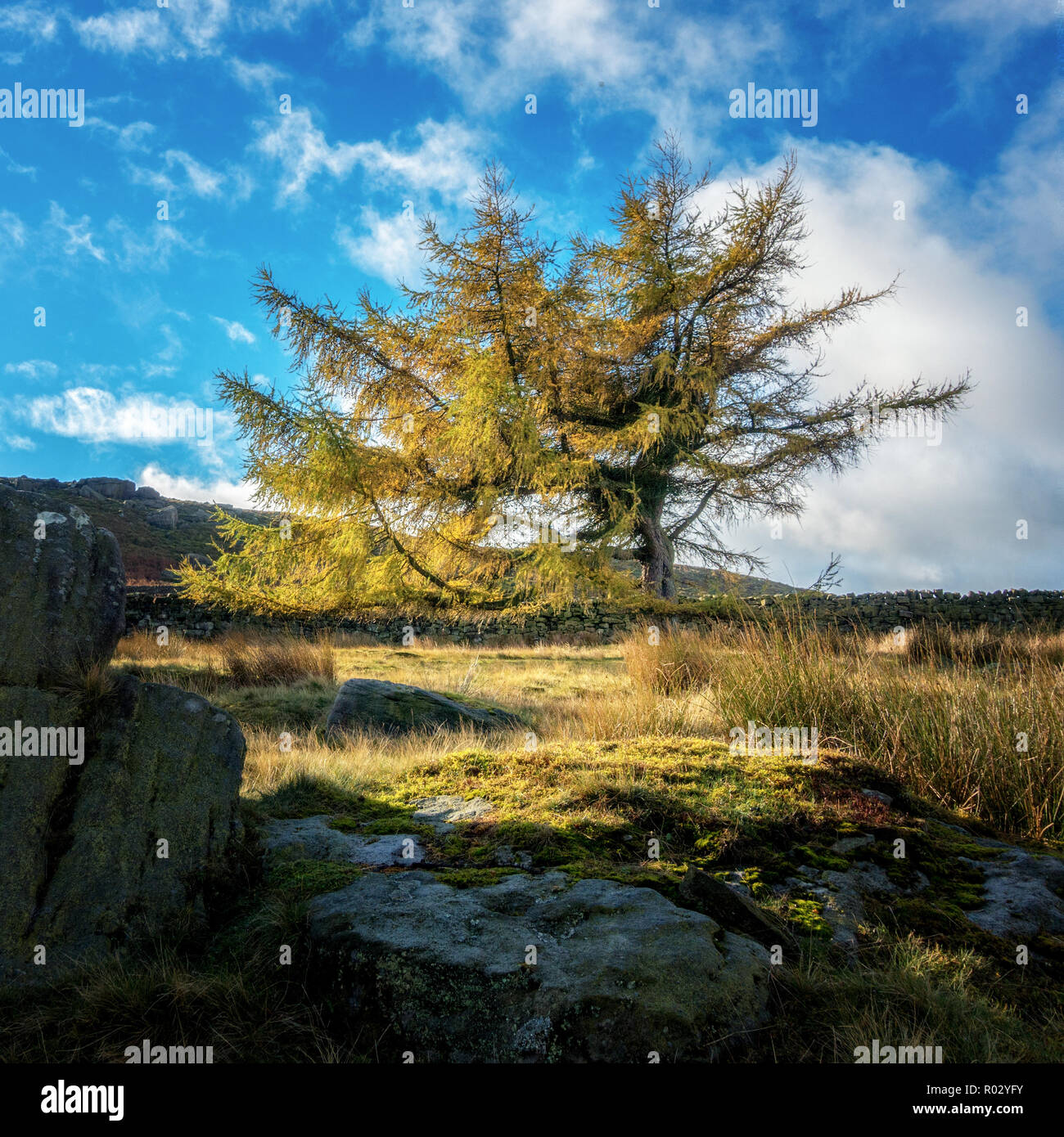 Einzelzimmer lärche Baum im Herbst Farben, Ilkley Moor, West Yorkshire, UK Stockfoto