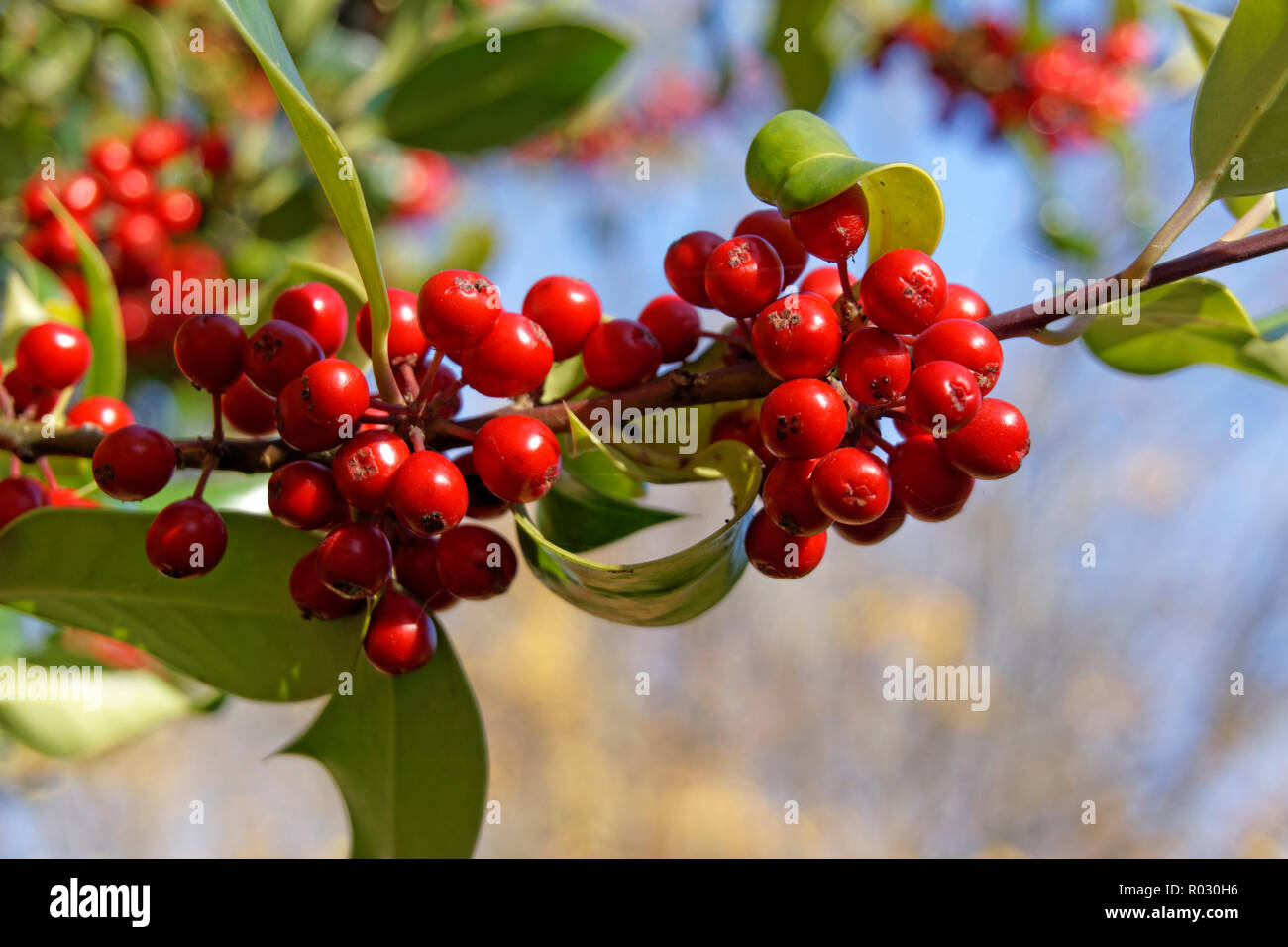 Nahaufnahme von roten Stechpalme Beeren auf einem Zweig eines englischen Holly Tree llex Aquifolium im Herbst, Vancouver, BC, Kanada Stockfoto
