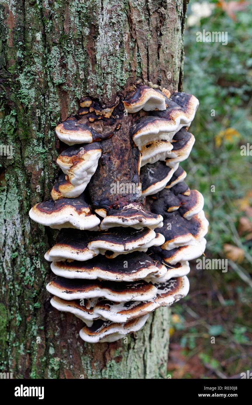 Rot Gürtel Fomitopsis pinicola conk Pilze auf den Stamm eines herbstlichen Baum im Pacific Spirit Park, Vancouver, BC, Kanada wachsenden Stockfoto