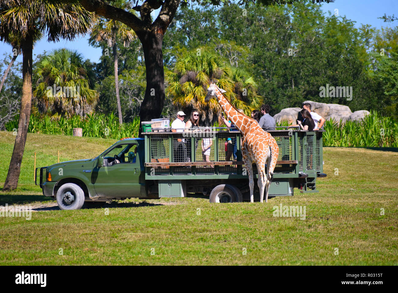 Tampa, Florida. Oktober 25, 2018 Personen, Safari und die Bilder von einer Giraffe in Busch Gardens Tampa Bay. Stockfoto