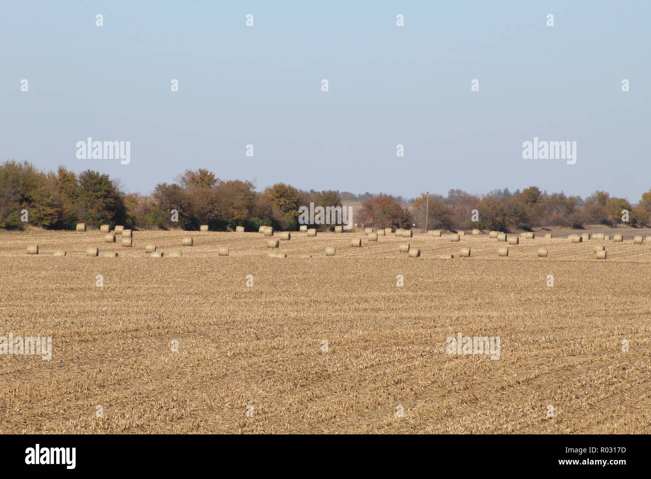 Erntezeit im mittleren Westen, Heufeld mit Heuballen und grünen Bäumen im Hintergrund Stockfoto