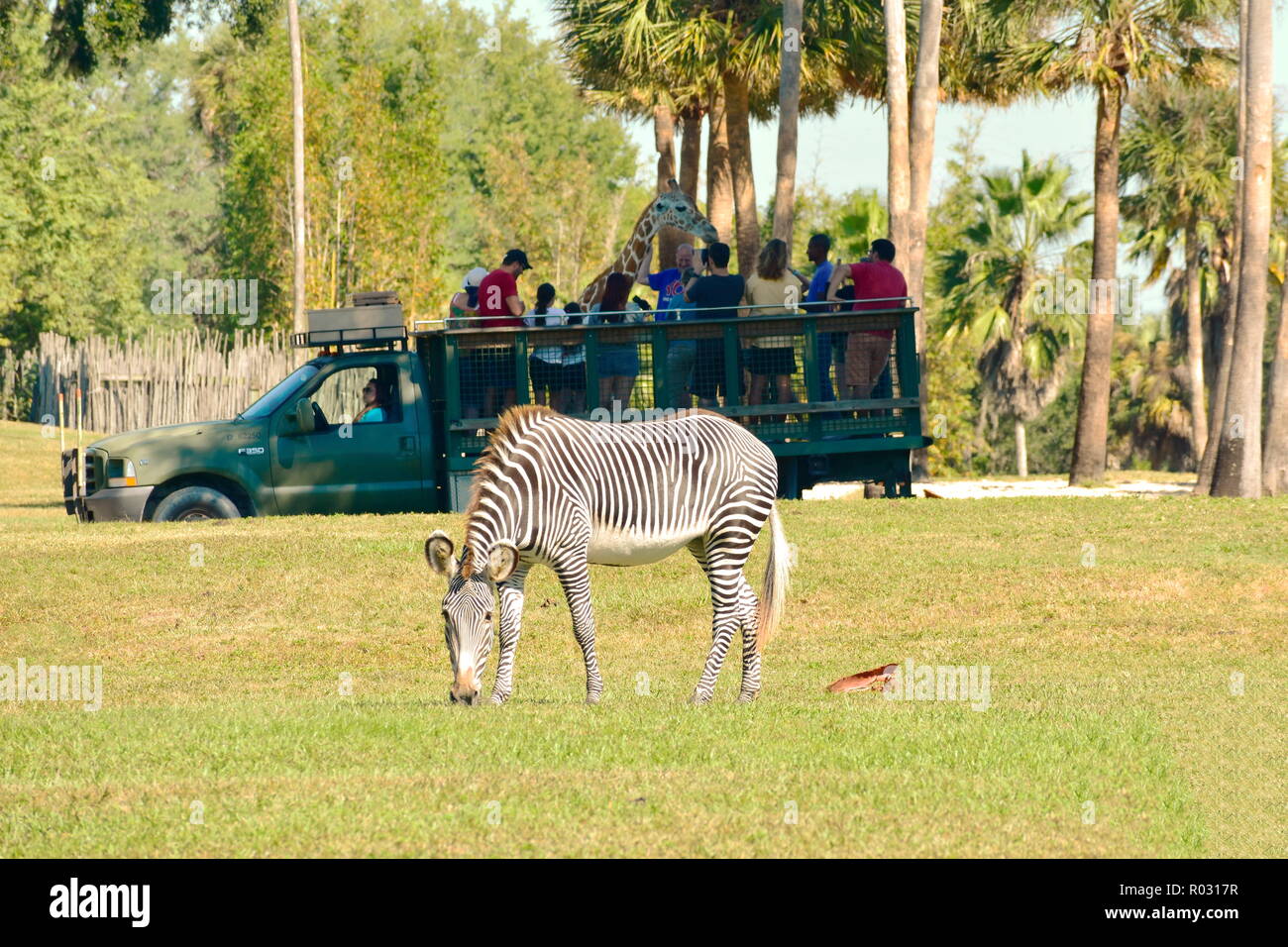 Tampa, Florida. Oktober 25, 2018 Person spielen Giraffe in der Serengeti Safari. Im Vordergrund sehen wir eine schöne Zebra in Busch Gardens Tampa Bay. Stockfoto