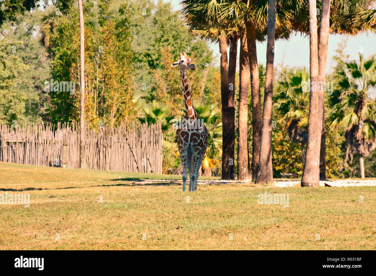 Tampa, Florida. Oktober 25, 2018. Schöne Giraffe mit schockierenden Höhe auf der grünen Wiese an Bush Gardens Tampa Bay. Stockfoto