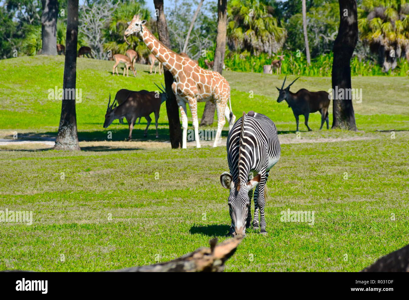Tampa, Florida. Oktober 25, 2018. Zebras, Giraffen und Antilopen auf der grünen Wiese an Bush Gardens Tampa Bay. Stockfoto