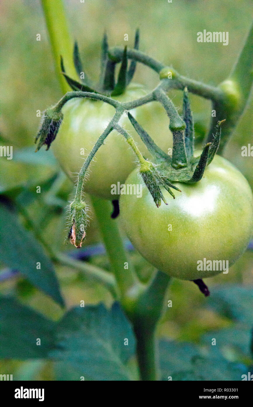 Nahaufnahme von einem Haufen grüne Tomaten mit Blumen growng im Sommergarten Stockfoto
