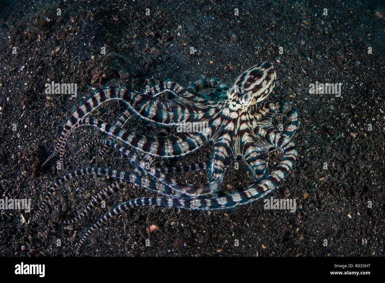 Ein Mimic Octopus, Thaumoctopus mimicus, kriecht über den schwarzen Sand vom Meeresboden in Lembeh Strait, Indonesien. Diese seltene Kreatur kann andere Tiere nachahmen. Stockfoto