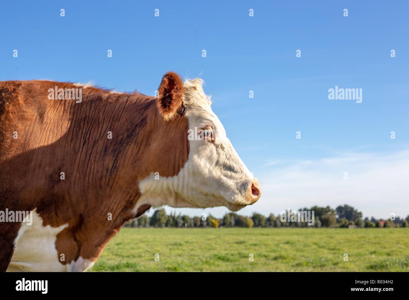 Seite Profil eines braunen und weißen Hereford in einem Bauernhof Feld im Frühling in Neuseeland lenken Stockfoto