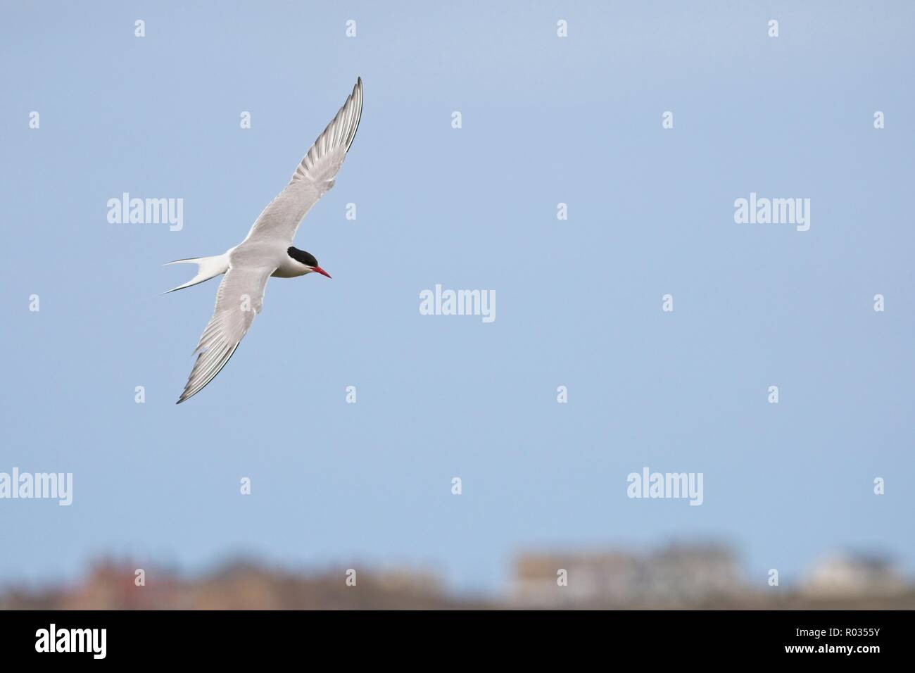 Eine Küstenseeschwalbe (Sterna Paradisaea) fliegen tief über den Strand auf die "Rückkehr in die Kolonie Stockfoto