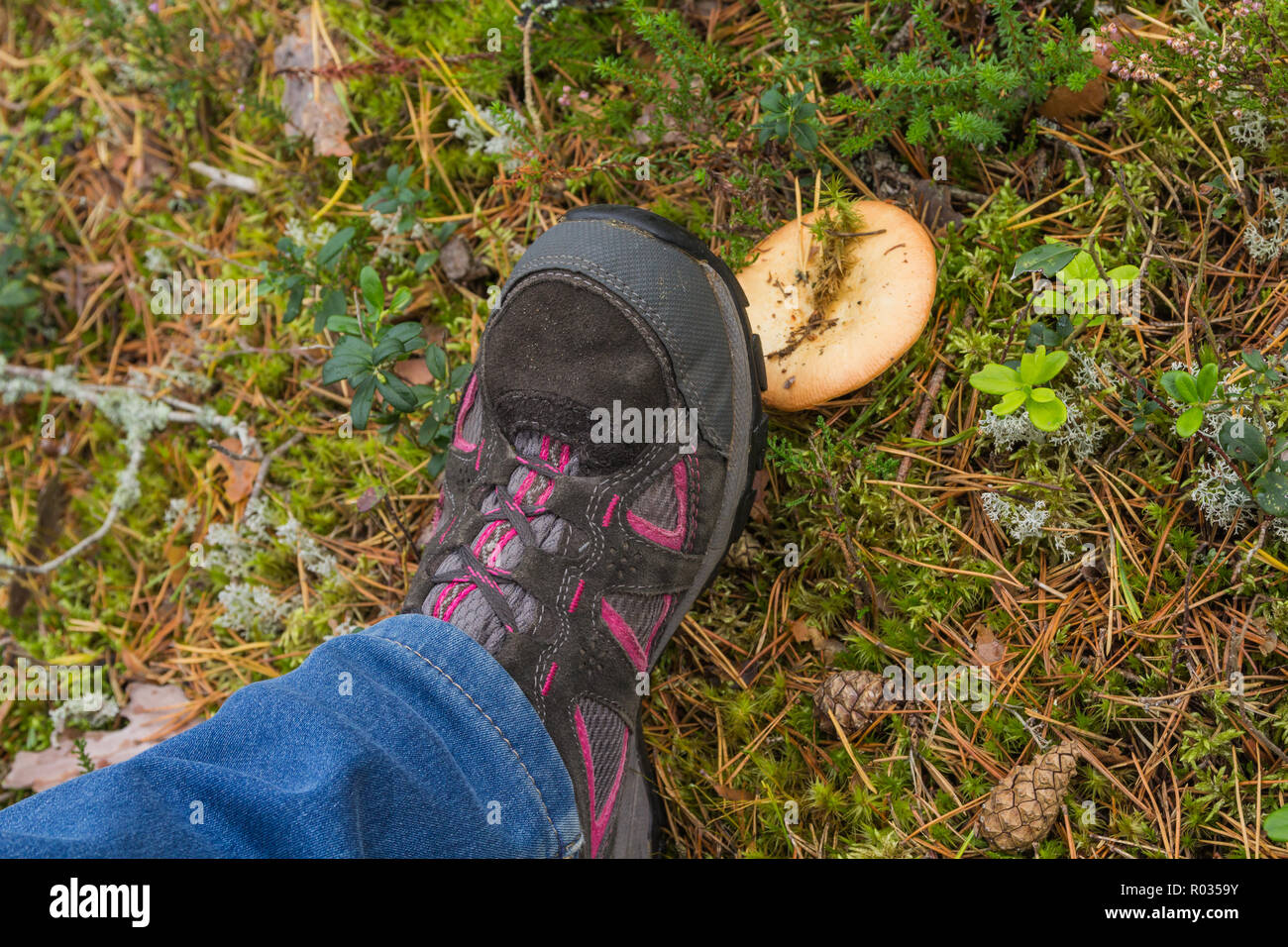 Intensivierung in psathyrella Pilze bei einem Spaziergang durch den Wald Stockfoto