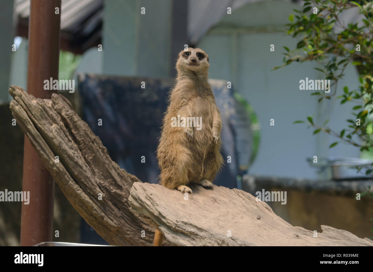 Meer Kat Stehendes Holz. Stockfoto