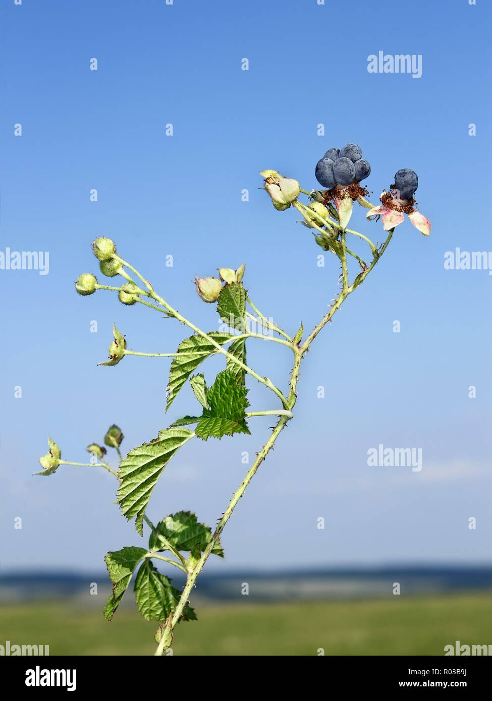 Bläulich black Beeren im Sommer auf dem Hintergrund Feld und blauer Himmel Stockfoto