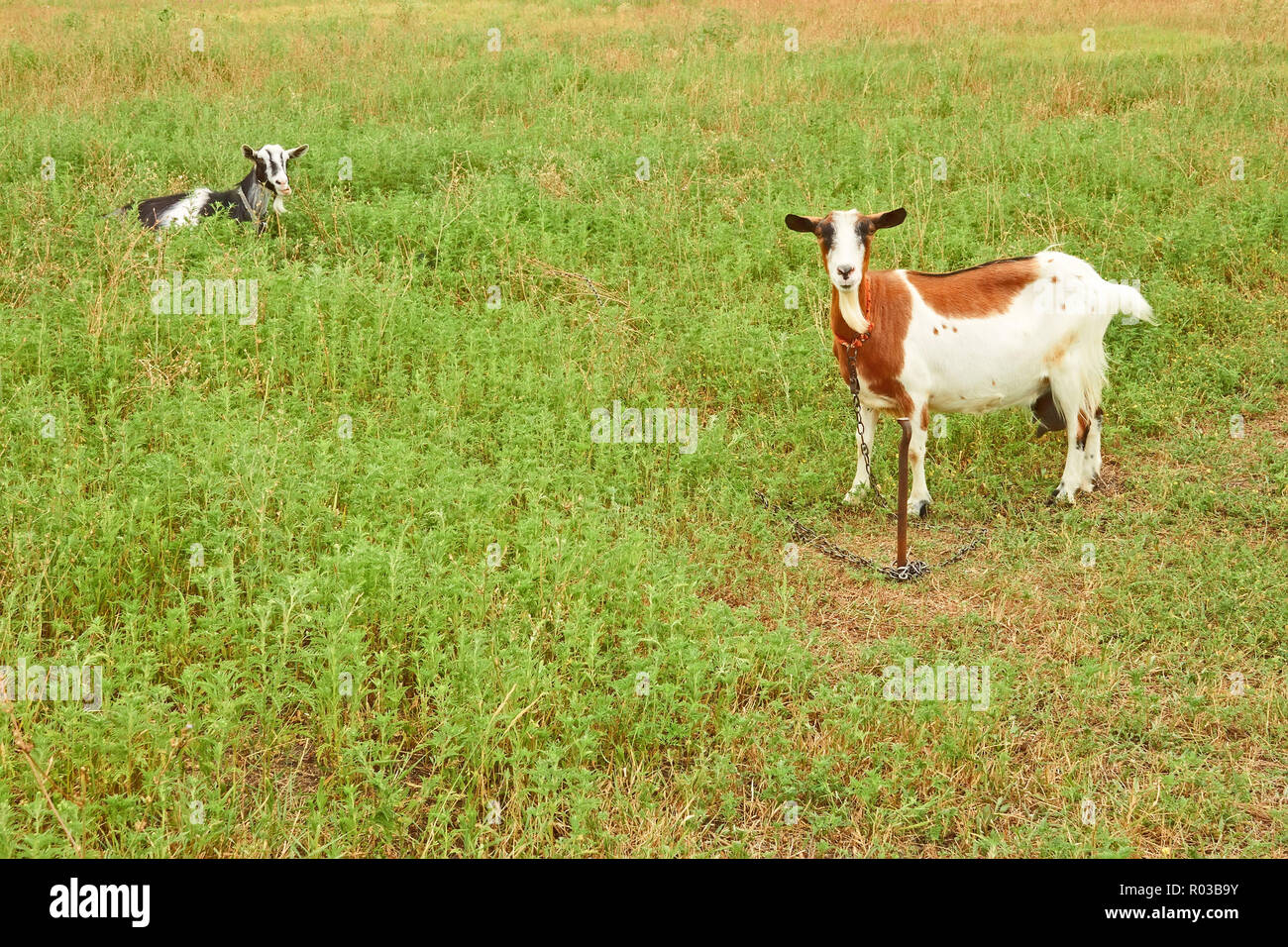 Zwei Ziegen grasen auf der Weide im Sommer Saison Stockfoto