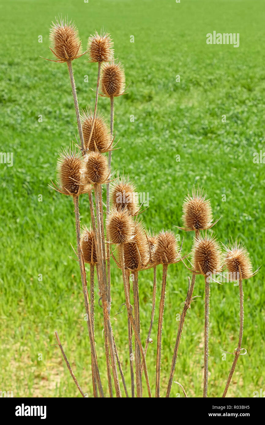 Getrocknete letztes Jahr thistle Blumen vor dem hintergrund der grünen Frühling Feld Stockfoto