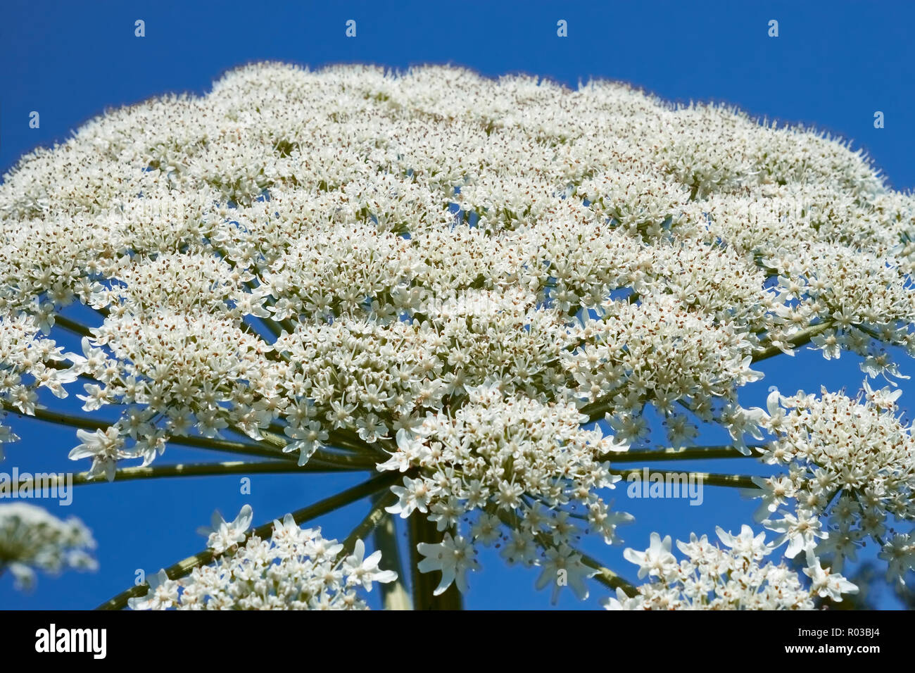 Blüte der scharfkraut Anlage Blütenstände, close-up. Lateinischer Name: heracleum sphondylium Stockfoto