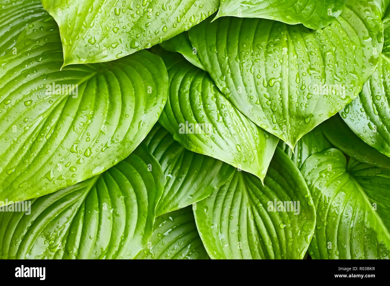 Hosta tortilla chip -Fotos und -Bildmaterial in hoher Auflösung – Alamy