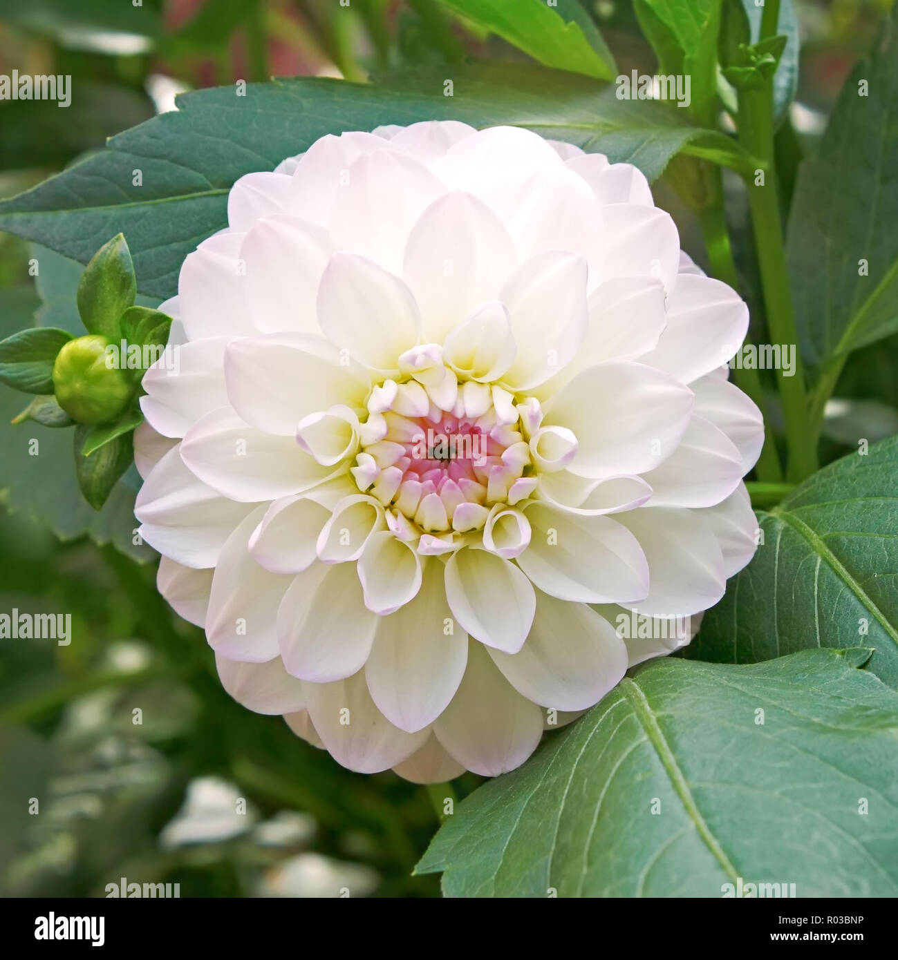 Weiß mit rosa Hauch dahlie auf enge Blumenbeet bis Stockfoto