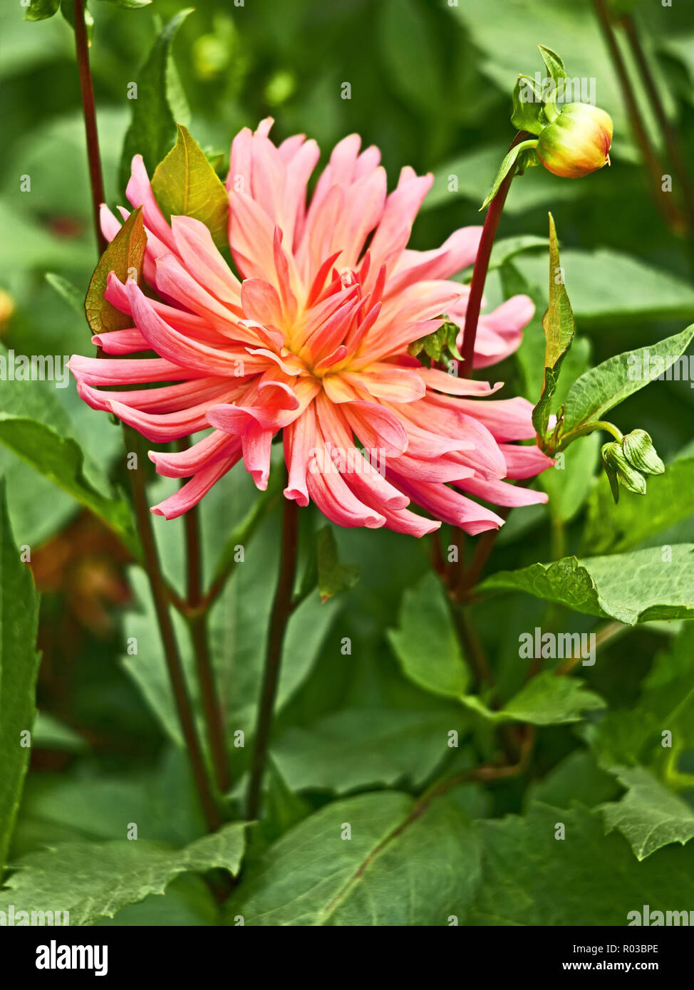 Rosa Farbton Dahlie in enger Blumenbeet bis Stockfoto