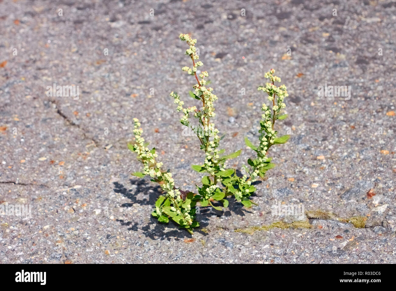 Quinoa Pflanze, die in der Auf Asphalt Risse gekeimt Stockfoto