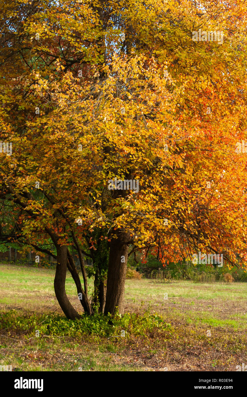 Sugar Maple Tree Ändern der Farbe im Herbst. Herbst in Neuengland. Die Masse Audubon Broadmoor Wildlife Sanctuary, Natick, Massachusetts, USA Stockfoto