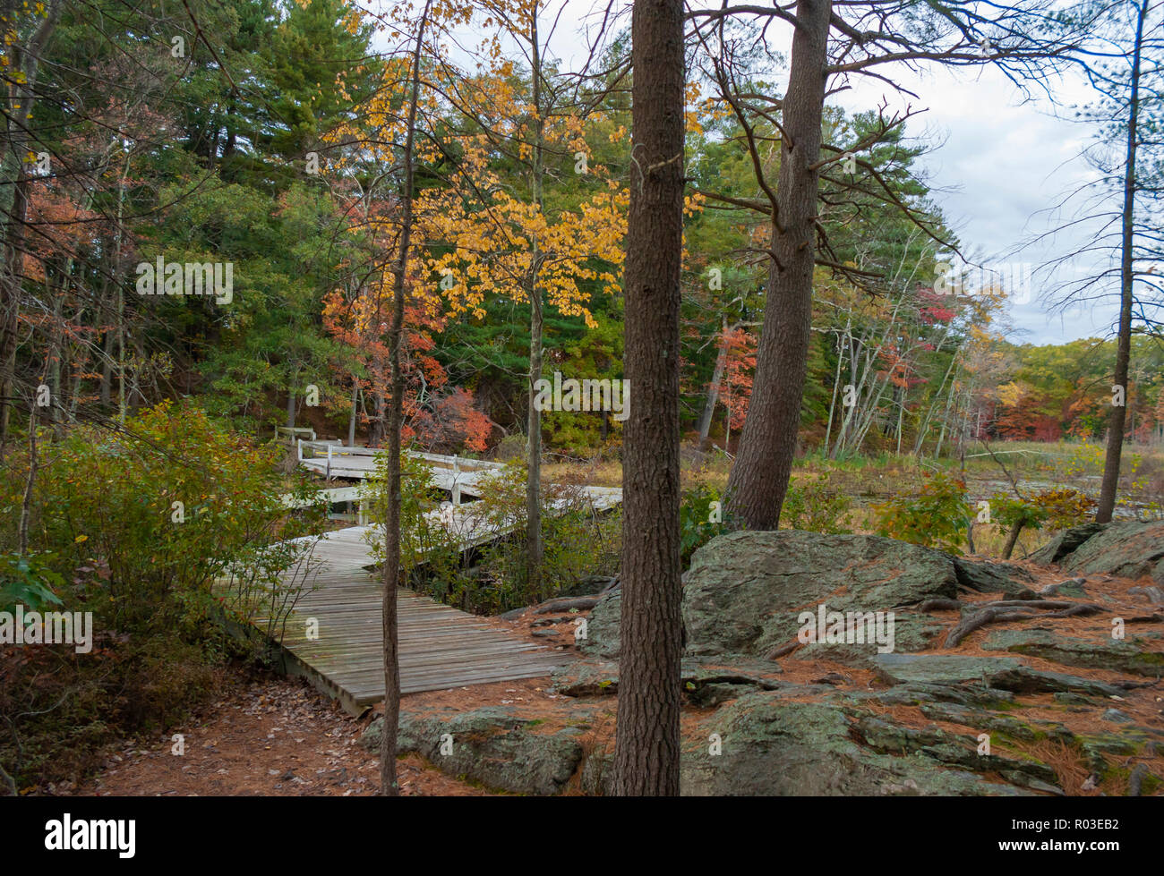 Boardwalk über einen Sumpf. Pinien auf einem felsigen Ufer. Mischwald mit Bäumen Farbe ändern. Herbst in Neuengland. Broadmoor Wildlife Sanctuary, MA, USA Stockfoto