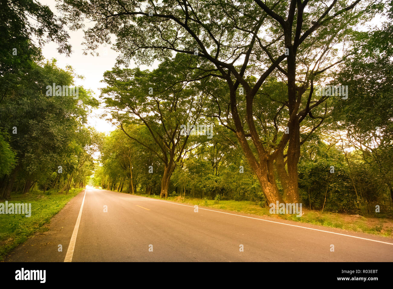 Neue asphalt Autobahn in der Natur in die Landschaft bei Sonnenuntergang warmen Ton. Stockfoto