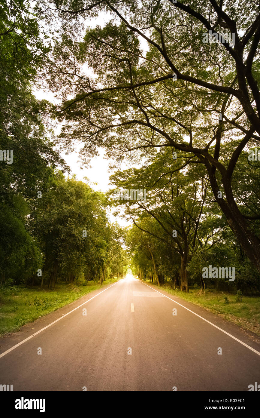 Neue asphalt Autobahn in der Natur in die Landschaft bei Sonnenuntergang warmen Ton. Stockfoto