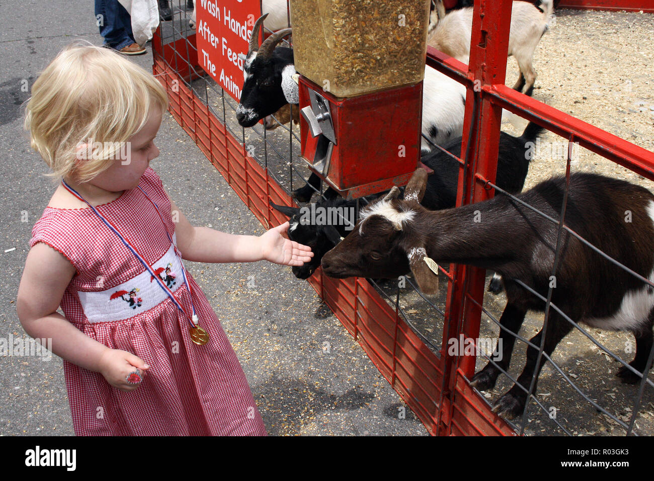 Junge Mädchen in einem rot karierten kleid feeds Baby Ziegen im Streichelzoo, Mount Airy, North Carolina, USA Stockfoto
