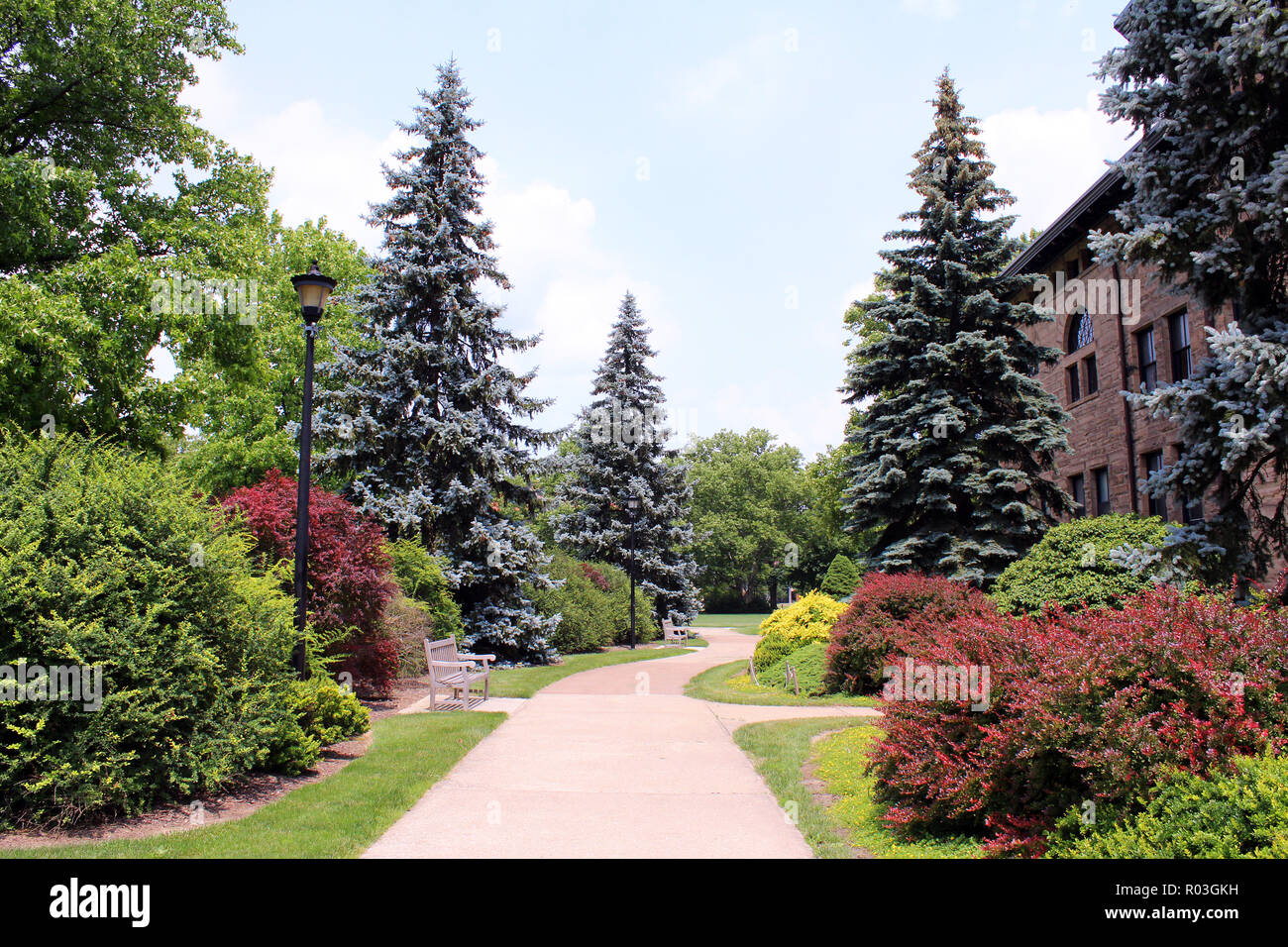 Evergreens im Sommer am Oberlin College Campus, Oberlin, Ohio Stockfoto