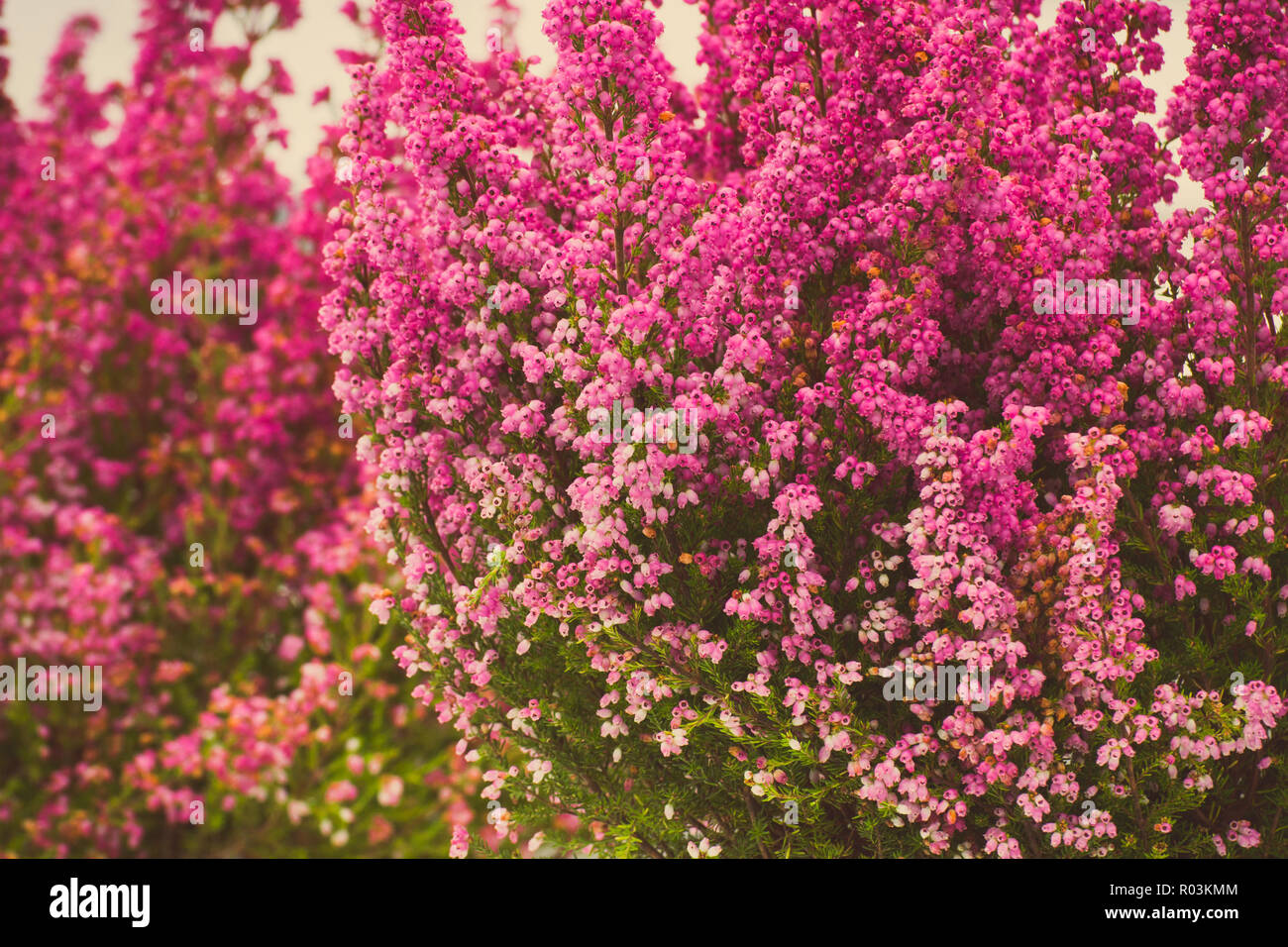 Vintage Photo, blühende Heidekraut in Park oder Garten, Konzept der Blumen der Saison Stockfoto