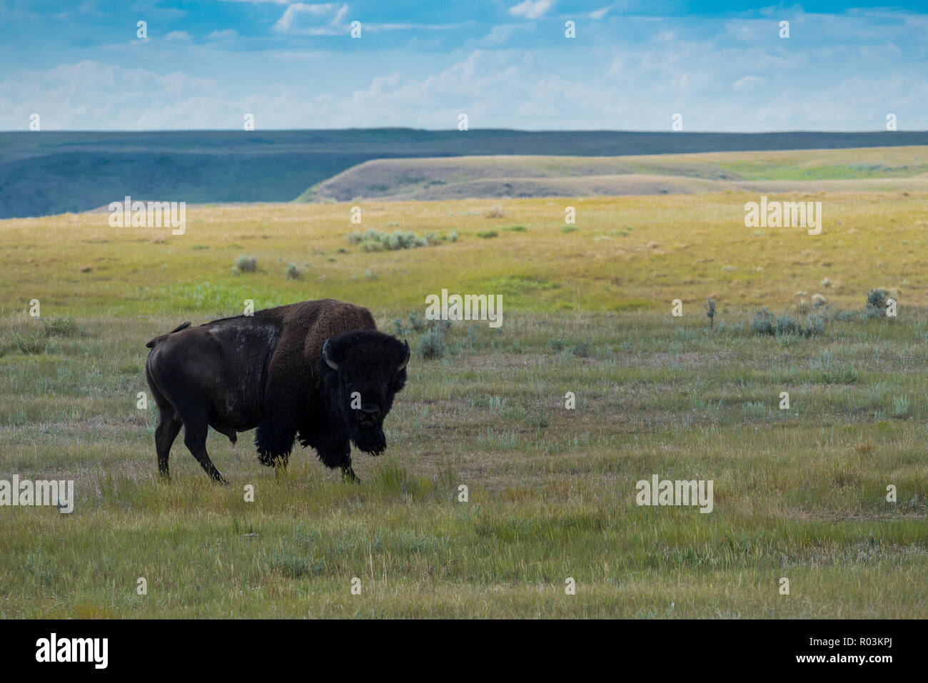 Plains Bisons, Buffalo im Grasland Nationalpark, Saskatchewan, Kanada Stockfoto