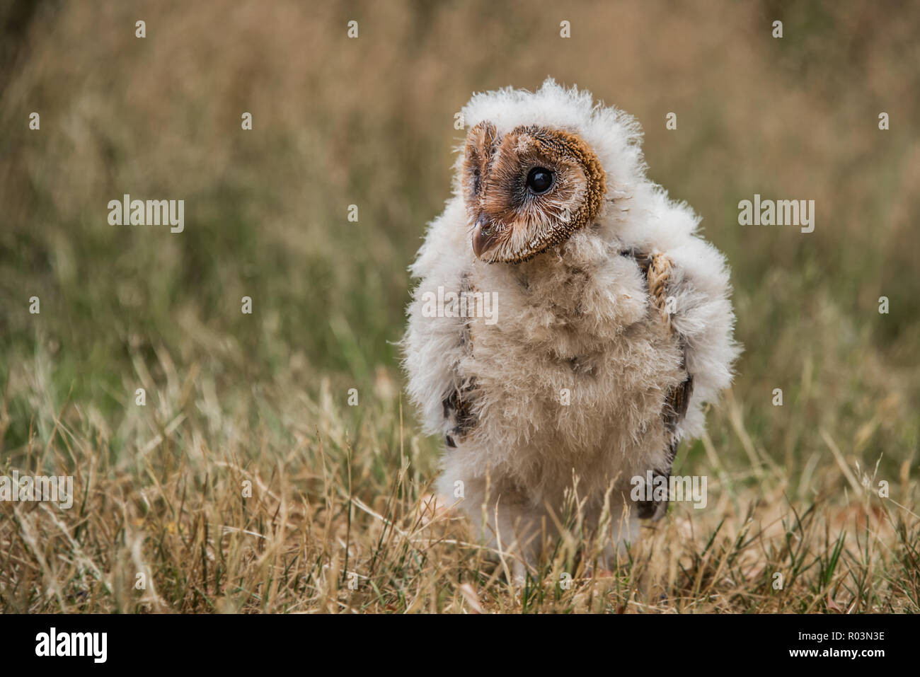 Von einem niedrigen Winkel, dieser sehr jungen melanistic Schleiereule Küken. Der Vogel sitzt auf dem Gras leicht nach vorn stariring auf der linken Seite. Stockfoto
