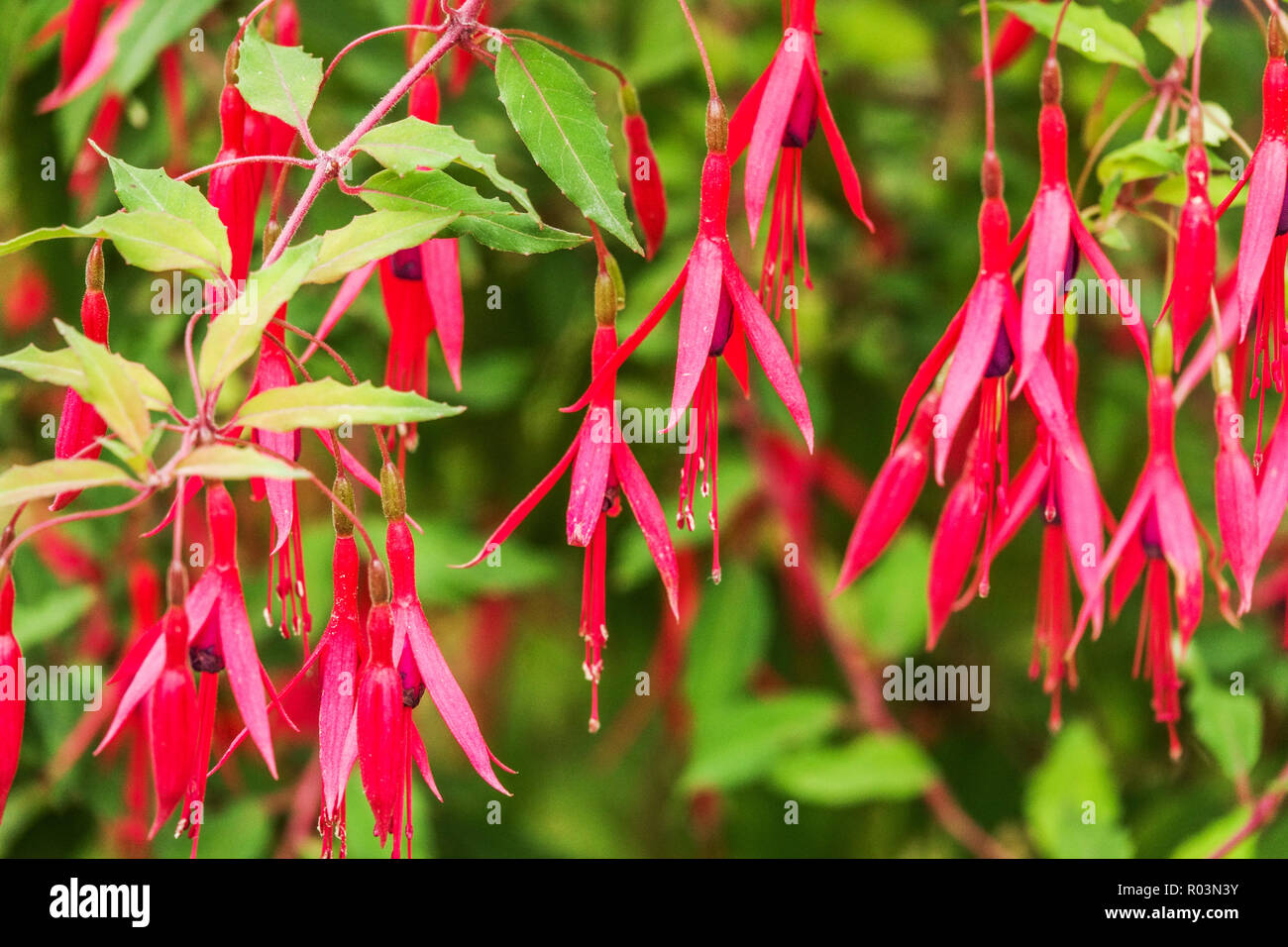 Lady's Eardrops Fuchsia magellanica 'Purple Mountain' Stockfoto