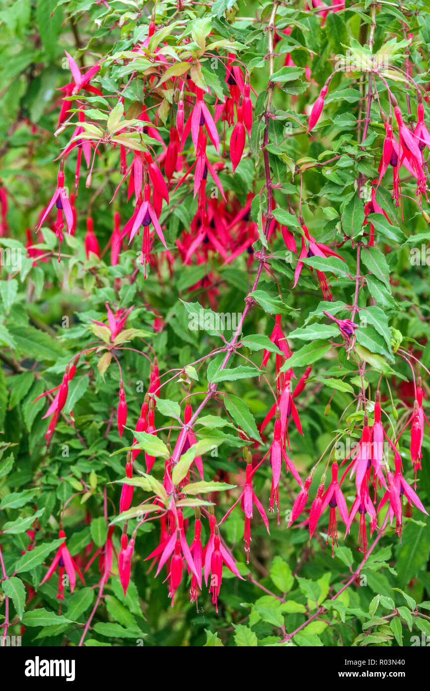 Lady's Eardrops Hardy Fuchsia magellanica 'Purple Mountain' Stockfoto