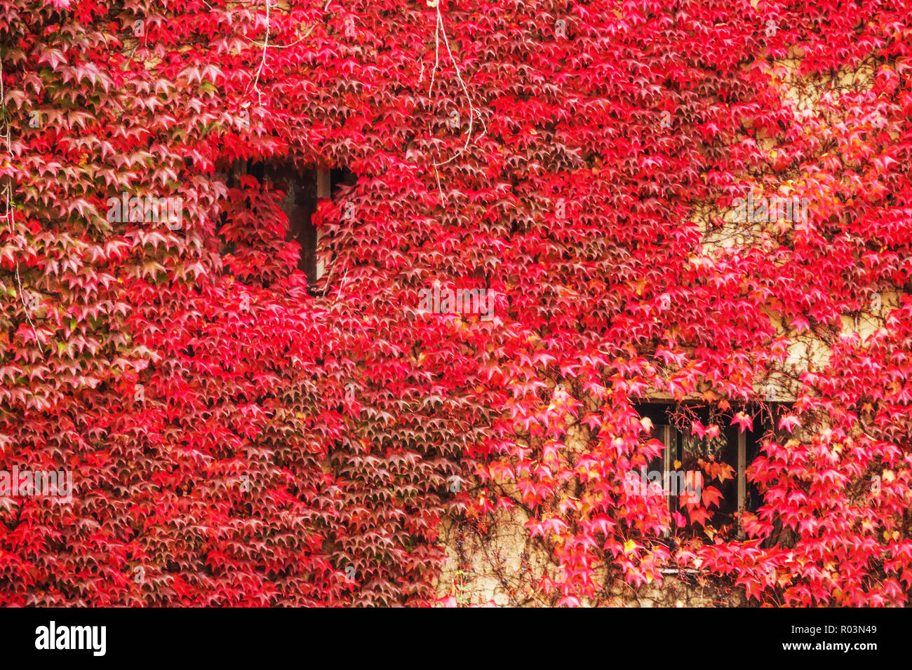 Boston Ivy Fenster Parthenocissus tricuspidata wächst an einer Hauswand, Wien Österreich Herbstrote Blätter Kletterpflanze Herbstfarben Stockfoto