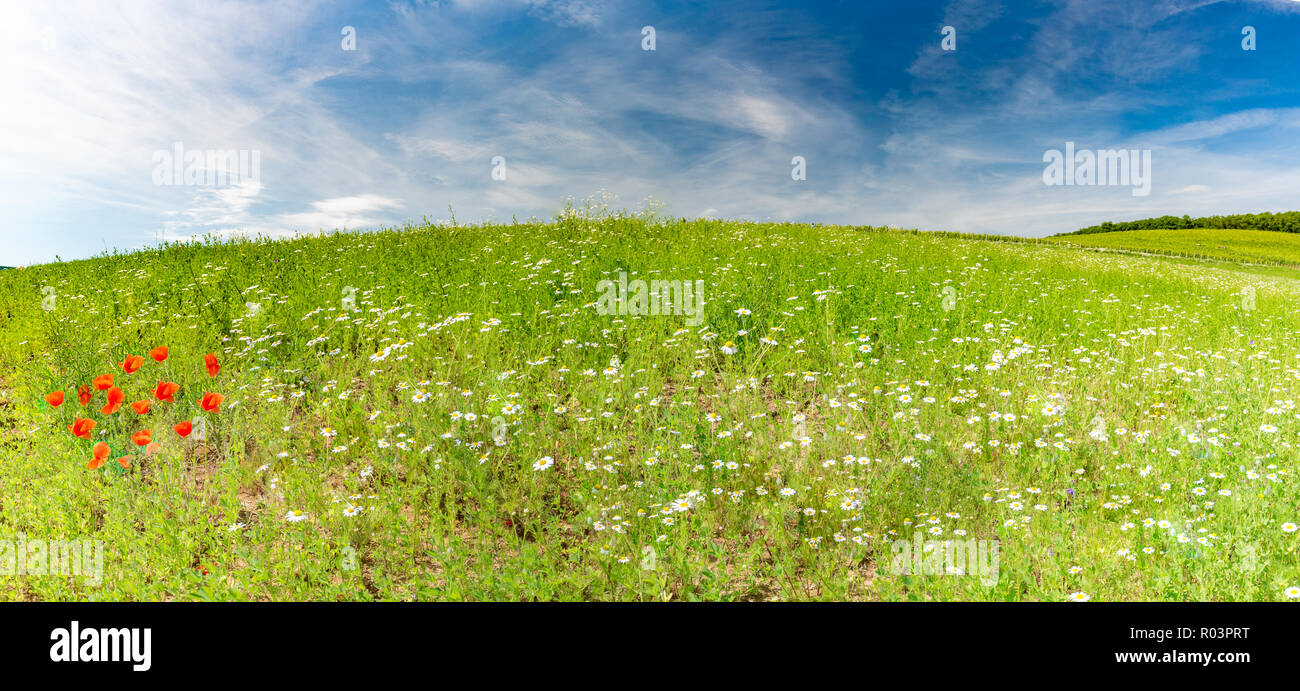 Weizenfeld. Ohren der goldene Weizen hautnah. Schöne Natur Sonnenuntergang Landschaft. Landschaft unter der strahlenden Sonne. Hintergrund Der reifezeit Ohren Stockfoto