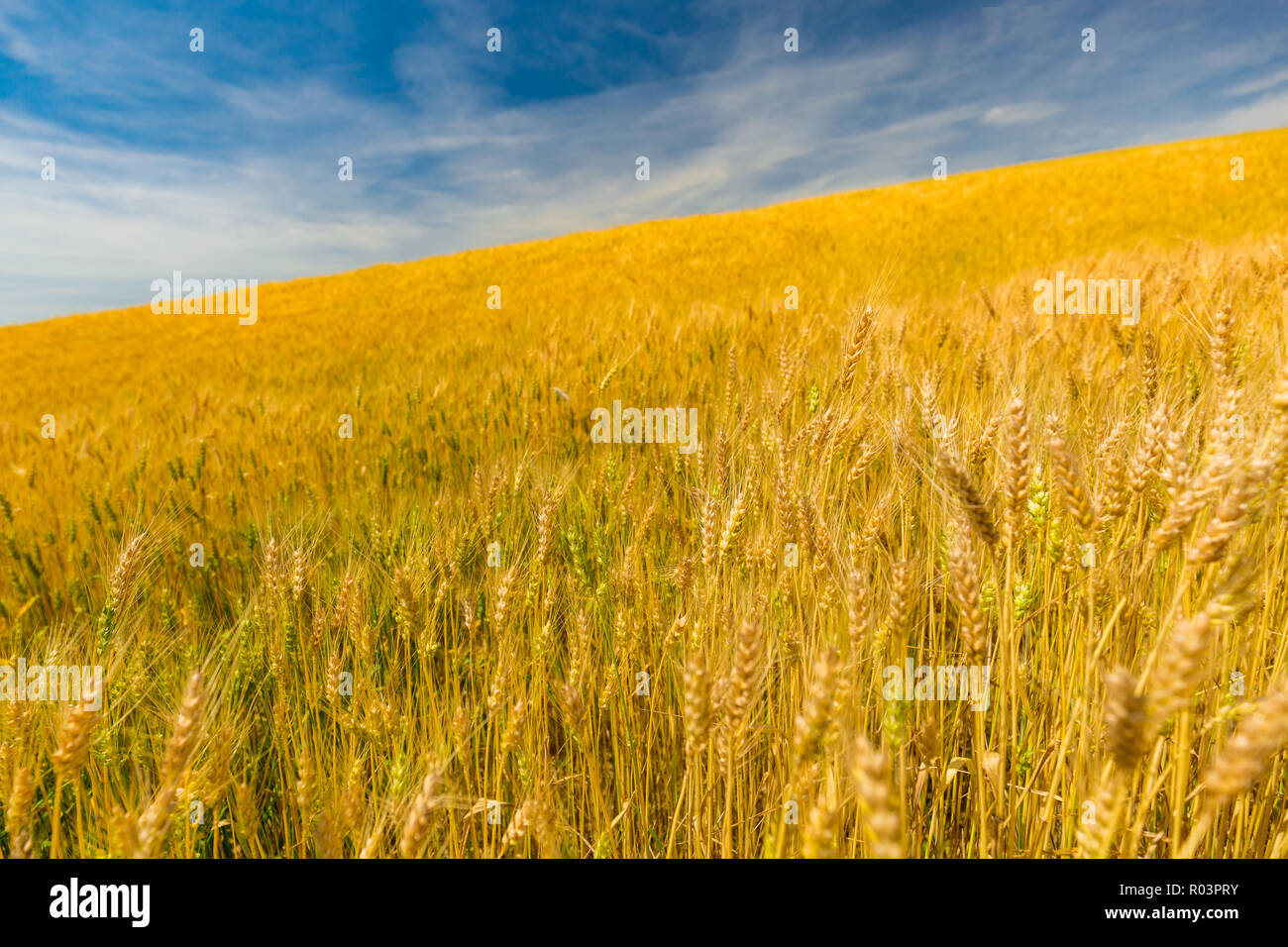 Weizenfeld. Ohren der goldene Weizen hautnah. Schöne Natur Sonnenuntergang Landschaft. Landschaft unter der strahlenden Sonne. Hintergrund Der reifezeit Ohren Stockfoto