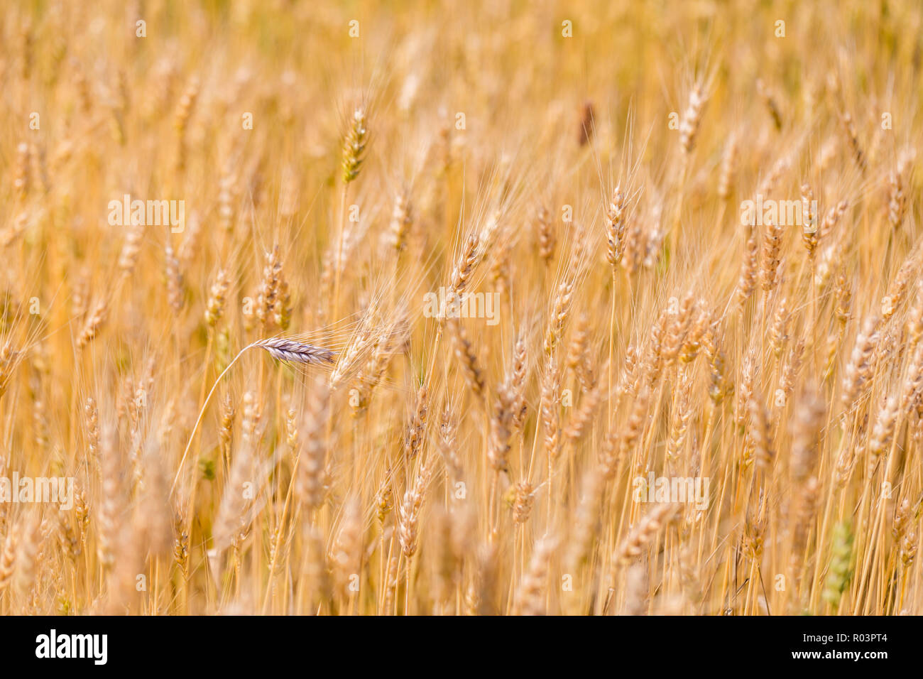 Weizenfeld. Ohren der goldene Weizen hautnah. Schöne Natur Sonnenuntergang Landschaft. Landschaft unter der strahlenden Sonne. Hintergrund Der reifezeit Ohren Stockfoto