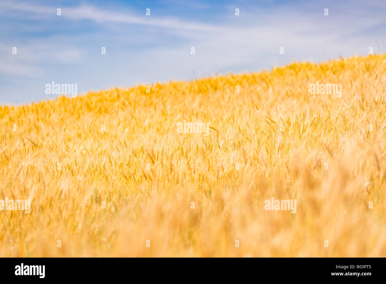 Weizenfeld. Ohren der goldene Weizen hautnah. Schöne Natur Sonnenuntergang Landschaft. Landschaft unter der strahlenden Sonne. Hintergrund Der reifezeit Ohren Stockfoto