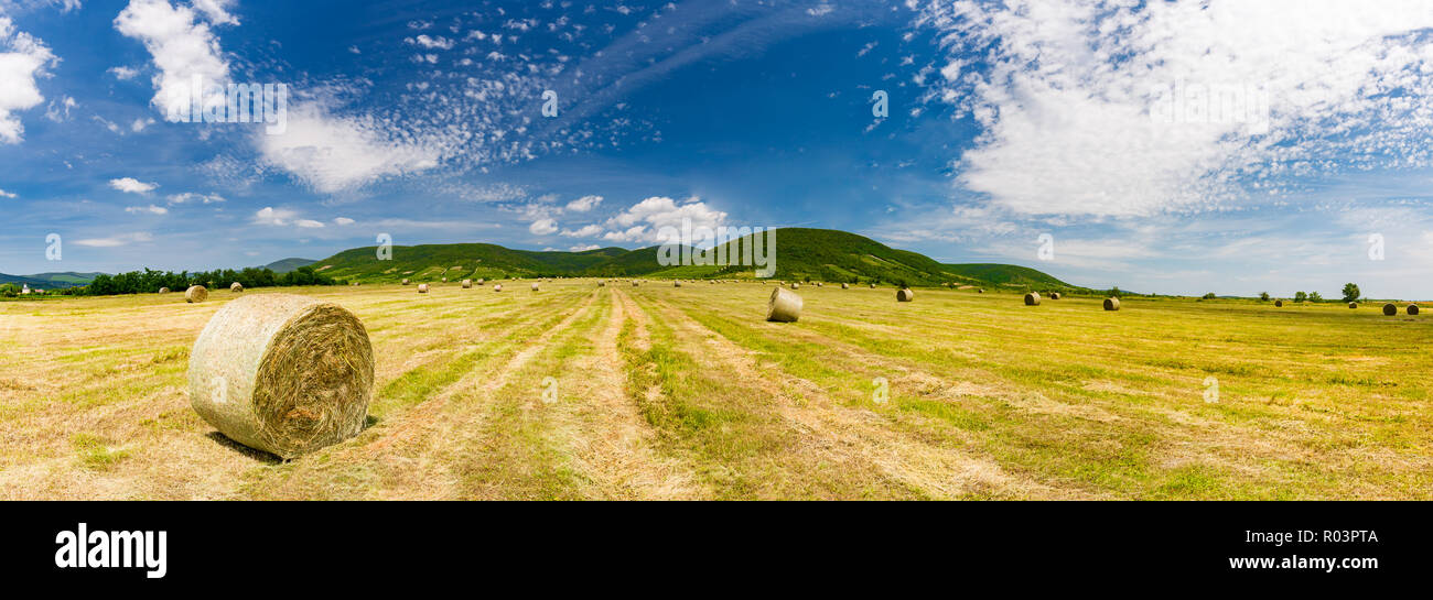 Weizenfeld. Ohren der goldene Weizen hautnah. Schöne Natur Sonnenuntergang Landschaft. Landschaft unter der strahlenden Sonne. Hintergrund Der reifezeit Ohren Stockfoto