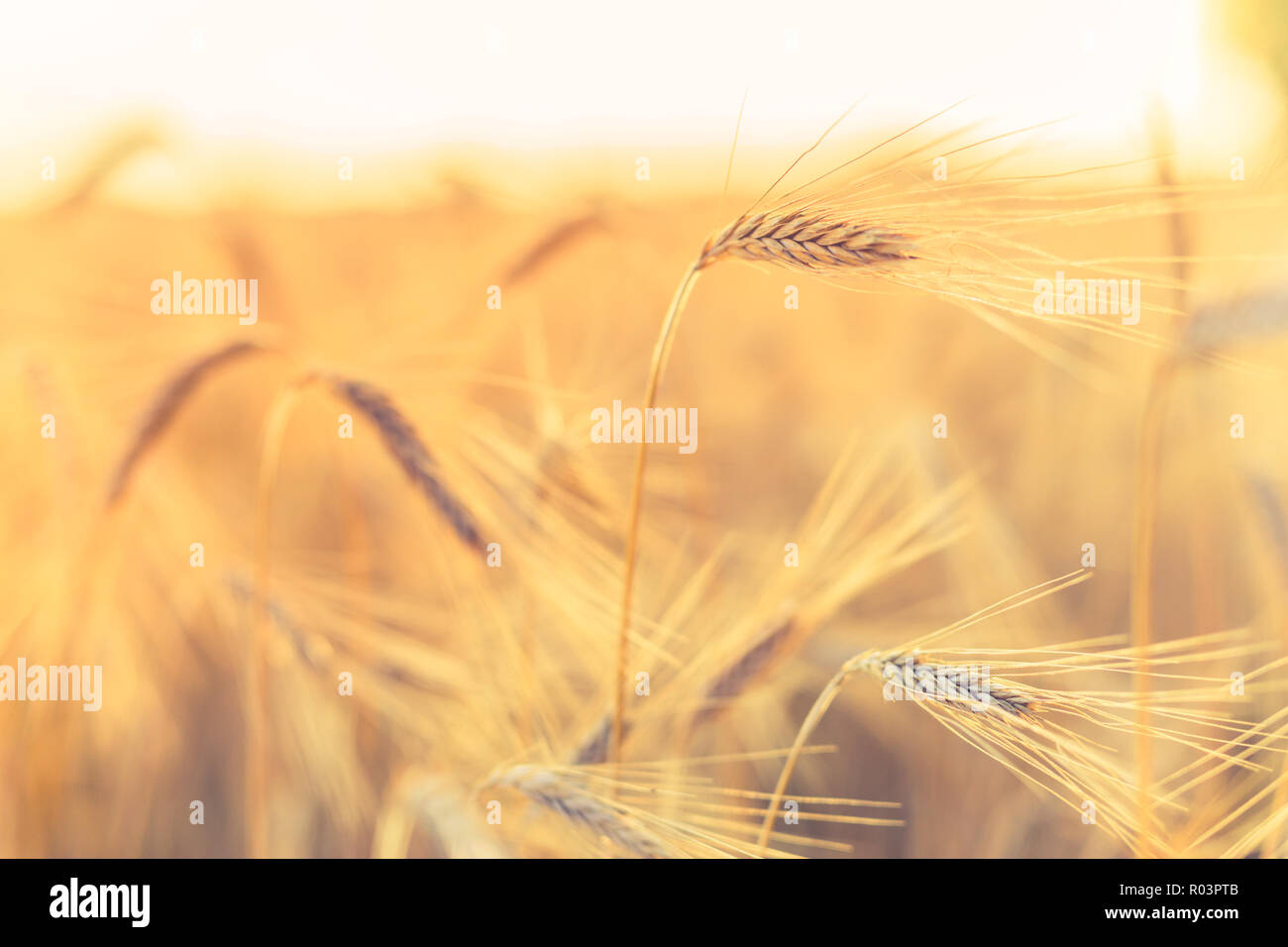 Weizenfeld. Ohren der goldene Weizen hautnah. Schöne Natur Sonnenuntergang Landschaft. Landschaft unter der strahlenden Sonne. Hintergrund Der reifezeit Ohren Stockfoto