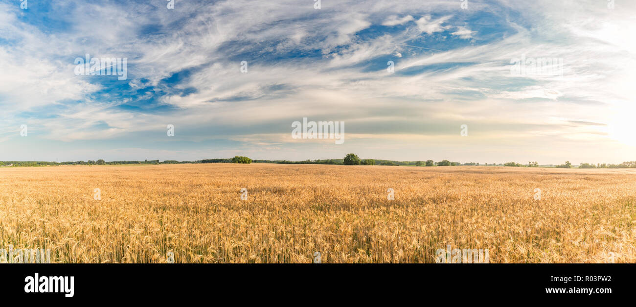 Weizenfeld. Ohren der goldene Weizen hautnah. Schöne Natur Sonnenuntergang Landschaft. Landschaft unter der strahlenden Sonne. Hintergrund Der reifezeit Ohren Stockfoto