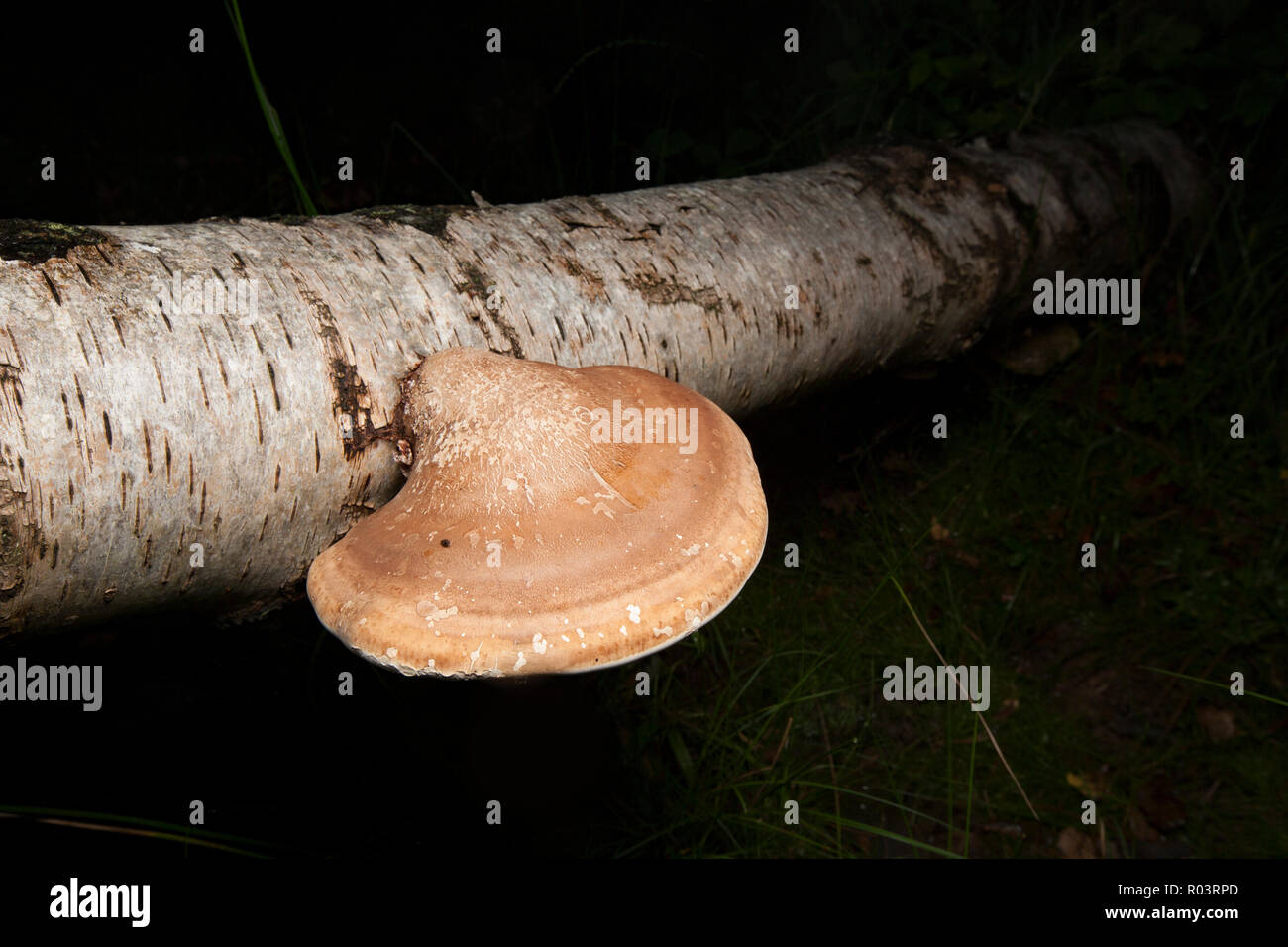Birch polypore Pilze, auch als Razorstrop Pilze bekannt, Fomitopsis betulina, wächst an einem gefallenen Birke im New Forest in Hampshire England UK GB Stockfoto