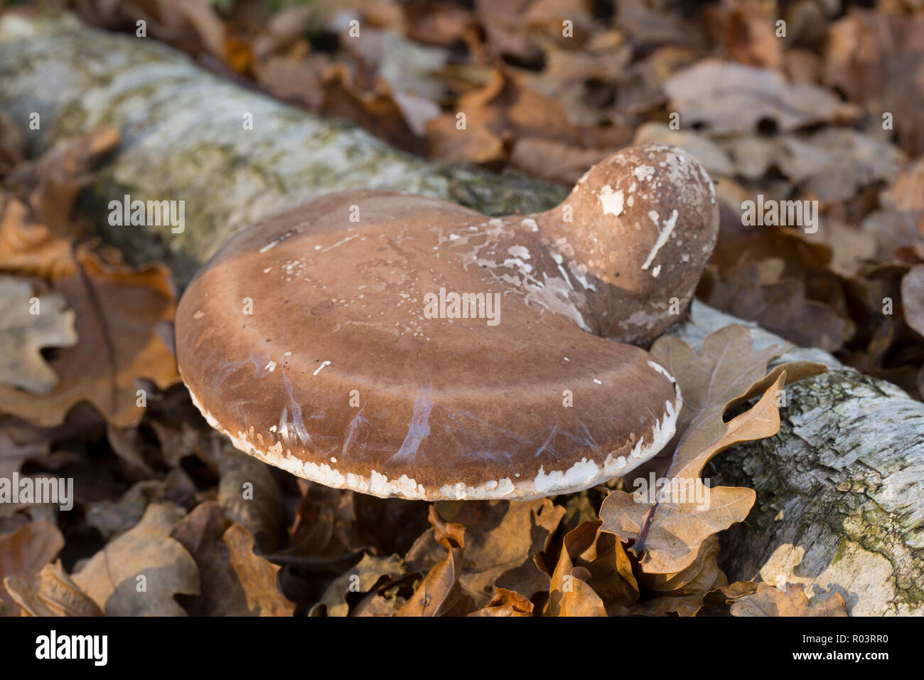 Birch polypore Pilze, auch als Razorstrop Pilze bekannt, Fomitopsis betulina, wächst an einem gefallenen Birke im New Forest in Hampshire England UK GB Stockfoto