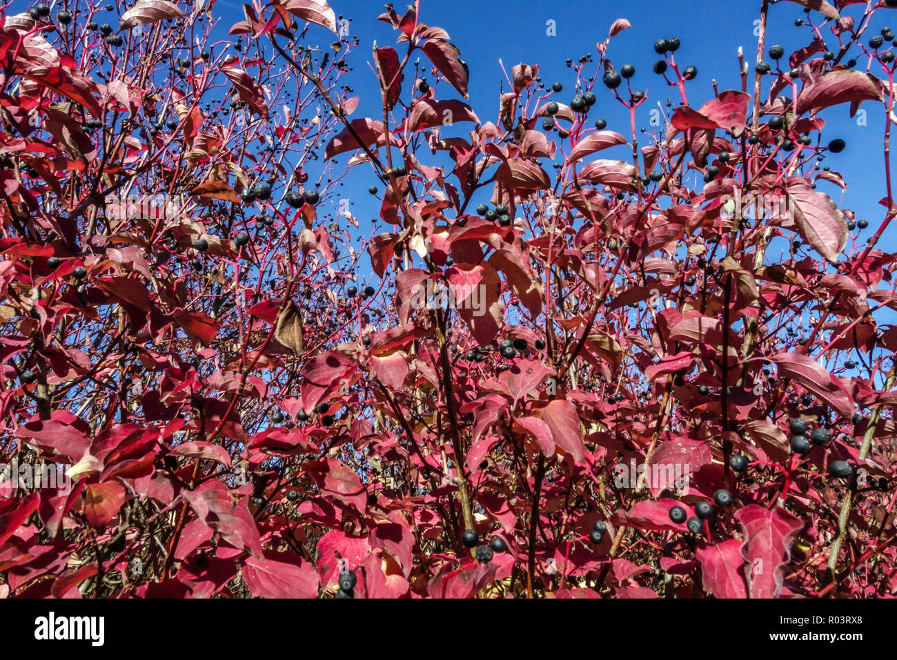 Cornus sanguinea, europäischer Dogwood-Strauch, herbstliche rote Blätter am Himmel Stockfoto
