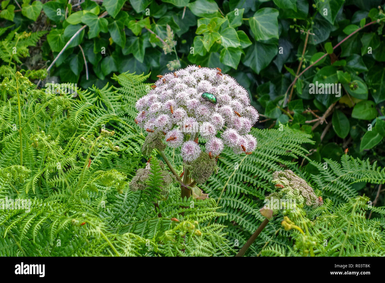 Ein metallisches Grün schillernde Käfer eine Rose Käfer oder Grüne Rose Käfer (Cetonia aurata) auf einer Kuh Petersilie (Anthriscus sylvestris) Pflanze namens Stockfoto