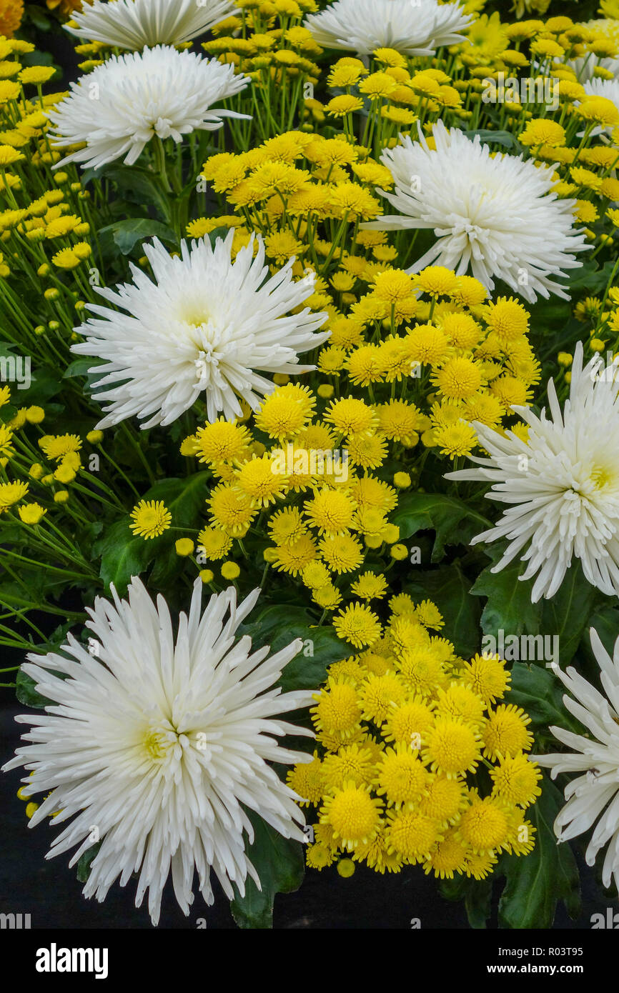 Chrysanthemum 'elistar' und 'Stallion Gelbe Blumen Stockfoto