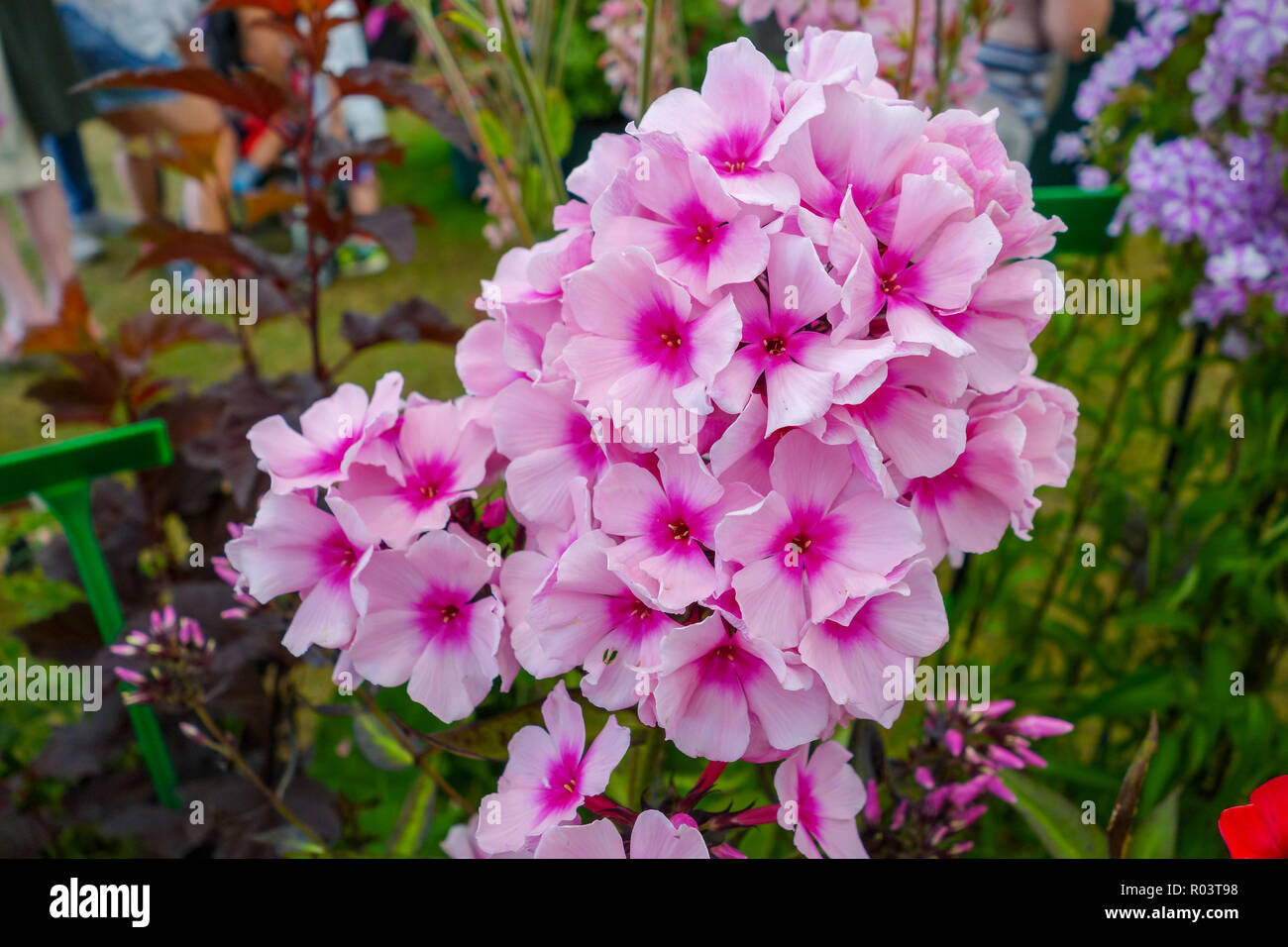 Phlox paniculata 'Bright Eyes' Blume Stockfoto