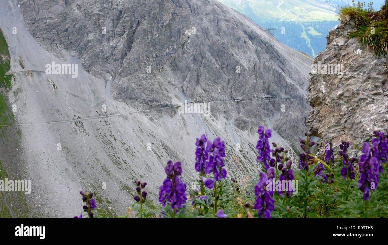 Wanderweg und Tunnel auf einem steilen Berg Gesicht hoch in den Alpen der Schweiz mit lila Wildblumen im Vordergrund. Stockfoto