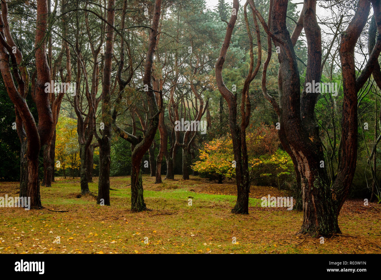 Gruppe von Pinien in der Heide Garten Virginia Water Surrey England Großbritannien Stockfoto